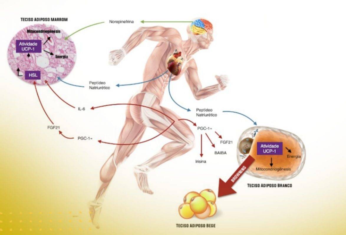 Hormônio produzido durante atividade física pode ter efeito terapêutico em casos de Covid-19